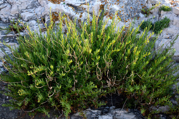 Fototapeta na wymiar Mediterranean plant Rock Samphire or Crithmum maritimum in the rocks