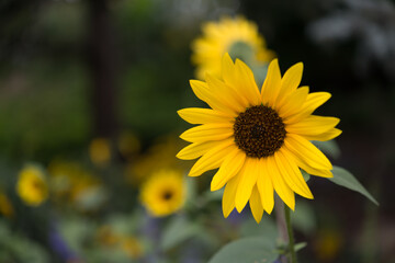 sunflower in the garden