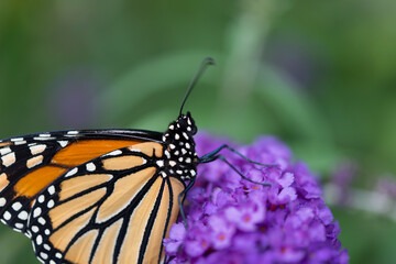 monarch butterfly on flower