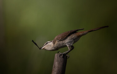 Brown shrike classified as a bird that is very useful to humans. because it helps to get rid of agricultural pests.