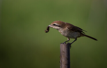 Brown shrike classified as a bird that is very useful to humans. because it helps to get rid of agricultural pests.