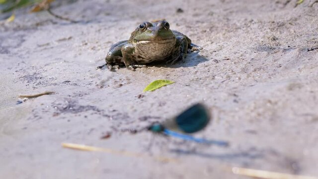 Hungry Green Frog Sits on the Sand by River and Looks at the dragonfly. Amphibian Toad, in rays of the sun, hypnotizes prey. Tired dragonfly resting in the sunlight. Hunts on insects. Slow motion. 4K.