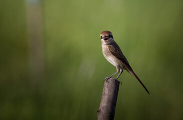 Brown shrike classified as a bird that is very useful to humans. because it helps to get rid of agricultural pests.
