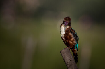 White - throated Kingfisher perched on a tree stump.