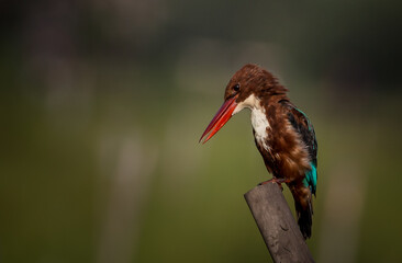 White - throated Kingfisher perched on a tree stump.