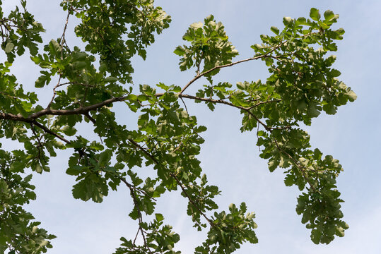 green oak leaves against blue sky