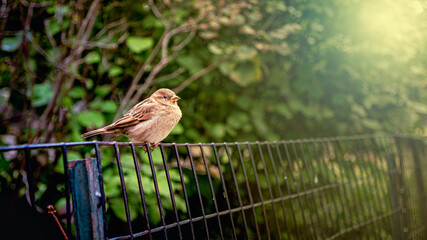 Wild bird sparrow perched on bench in Central Park New York.