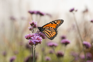 monarch butterfly on flower