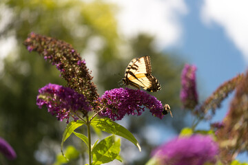 Eastern Tiger Swallowtail (Papilio glaucus) on purple flowers