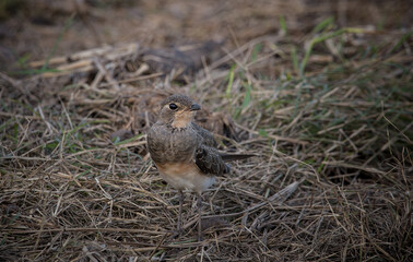 Glareola maldivarum He hadn't grown up while standing on the hay.