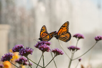 butterfly on flower