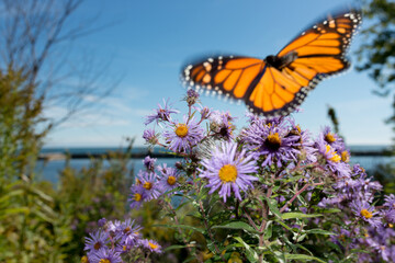 flowers by the lake