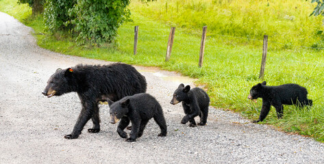 Female Black Bear and cubs walking in summer shower at Cades Cove in Smokey Mountain National Park in Townsend Tennessee.