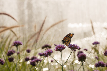 butterfly on lavender flower