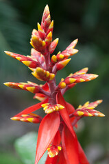 bromeliad flower spike upclose