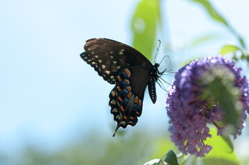 female Papilio polyxenes, or (eastern) black swallowtail on a Buddleja davidii or butterfly bush