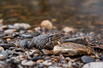 common gray toad on the shore close-up
