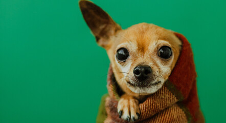 the dog wrapped himself in a warm blanket, soft focus, selective focus