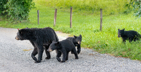 Female Black Bear and cubs walking in summer shower at Cades Cove in Smokey Mountain National Park...