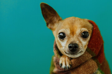 the dog wrapped himself in a warm blanket, soft focus, selective focus