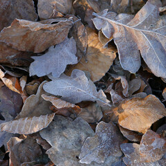 Blätter im Herbst mit Eis überzogen