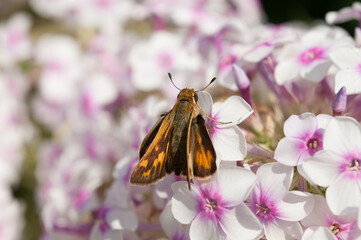 skipper butterfly on phlox 
