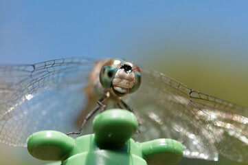 dragonfly on a garden pole