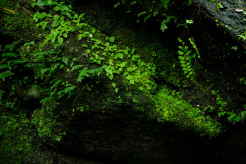 Fototapeta premium Pink, purple, blur, nature, meadow. Camping ground. attractions