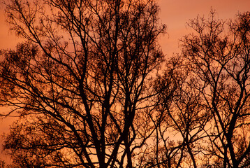 Red winter sunset in the Alps against the backdrop of the silohuette of a leaf-less tree.