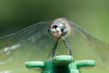 close up of a dragonfly