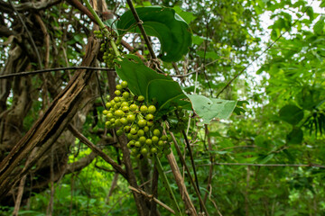 Small green forest fruit. green wild grapes