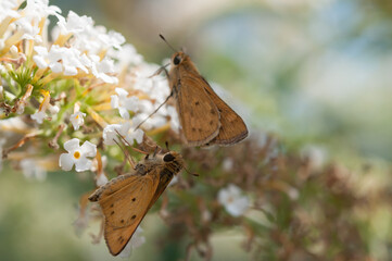 skipper butterflies following one another on a white flower