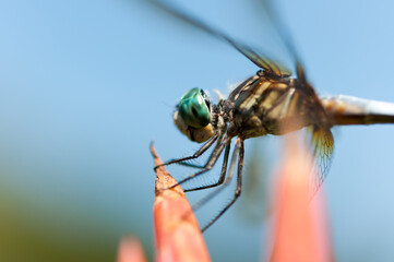 close up of a dragonfly