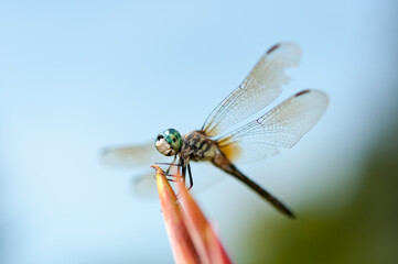 close up of a dragonfly