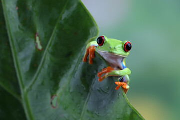 Rd-eyed tree frog (Agalychnis callidryas) closeup