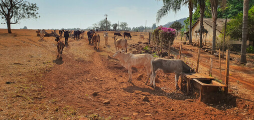 Cows in cowhouse eating hay in sunset. Group of cows eating pasture on the farm, space for text