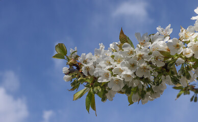 Blooming cherry tree.