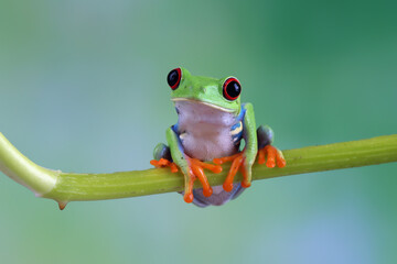 Rd-eyed tree frog (Agalychnis callidryas) closeup