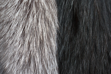 Silver fox fur.