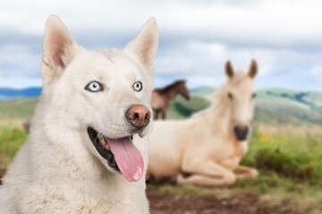 A dog and a horse. Friendship of pets in nature background