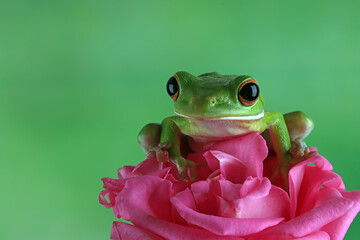 White-lipped tree frog (Litoria infrafrenata)  onpink rose flower, 