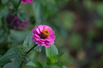 Bright pink zinnia flower. Pink zinnia in garden. Pink zinnia blossom.