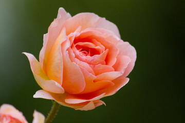 Peach rose close view. Orange rose flower. Peach rose blossom.