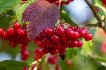 Bunch of red viburnum on a branch. Blurred background.