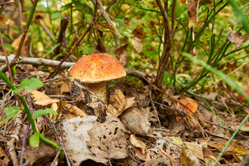 Leccinum versipelle, orange birch bolete, mushroom, edible mushroom, food, mushroom in the forest
