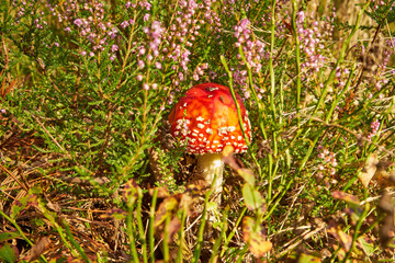 Amanita muscaria, fly agaric, fly amanita, mushroom, poisonous mushroom, mushroom in the forest