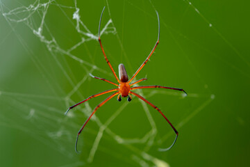 male giant wood spider