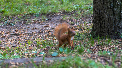 Cute little Eurasian red squirrel standing on a green forest lawn, close-up. Summer landscape. Animal concept.