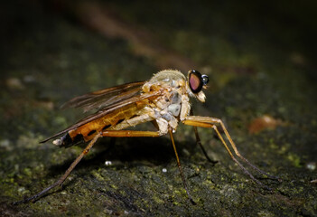 A mosquito with a drop of dew on its head.