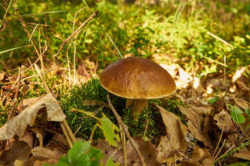 Boletus, mushroom, edible mushroom, food, mushroom in the forest